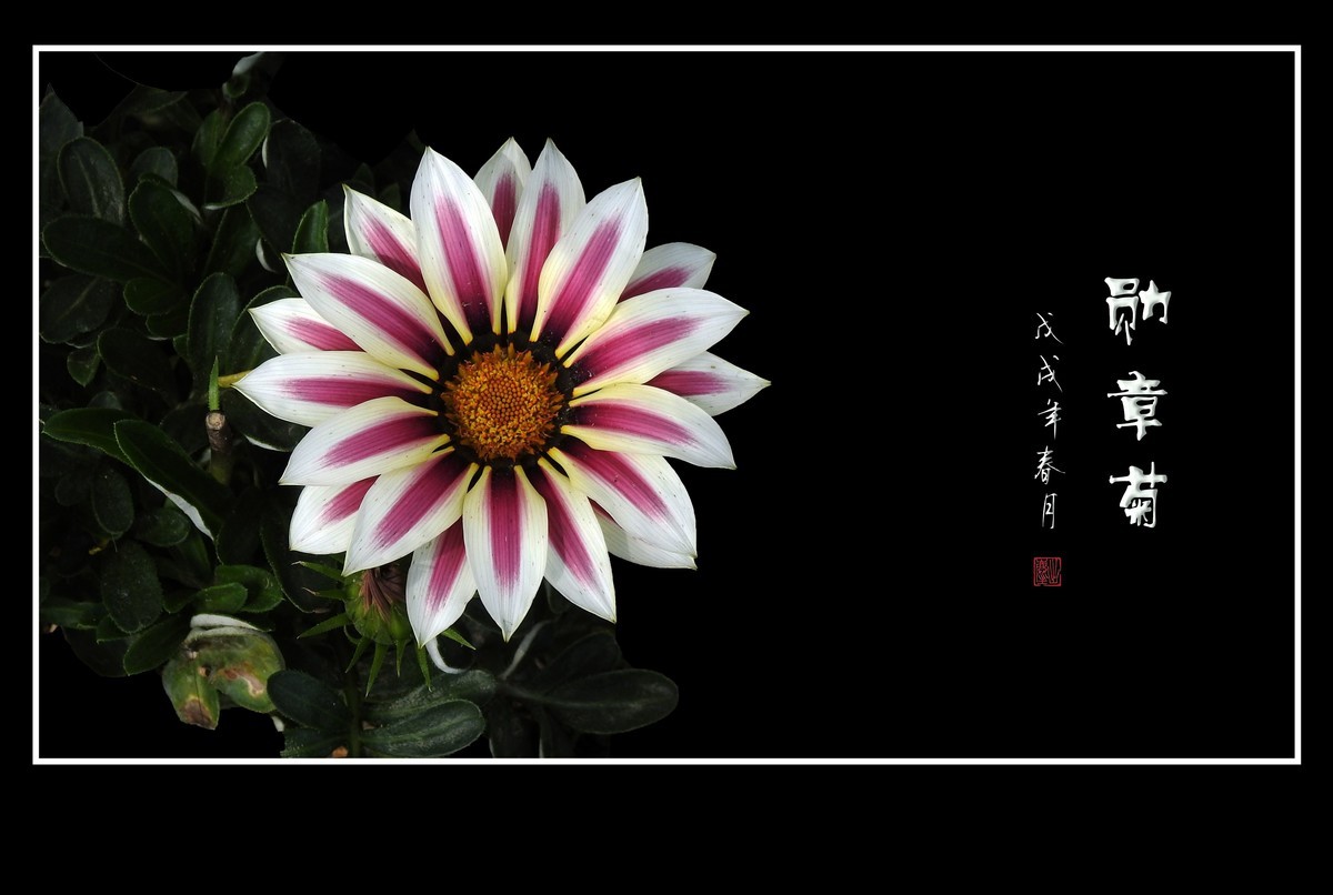 日照鲜花闪金光，草尖挂满功勋章