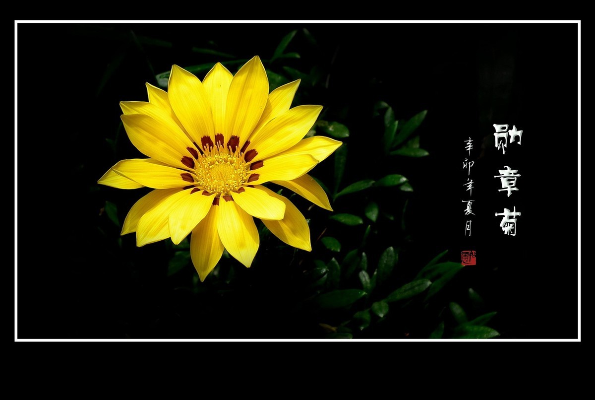 日照鲜花闪金光，草尖挂满功勋章