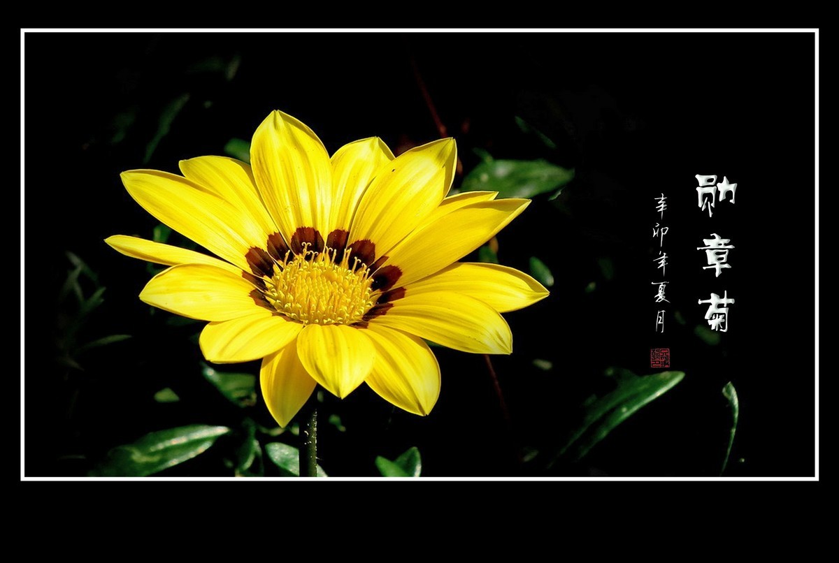 日照鲜花闪金光，草尖挂满功勋章