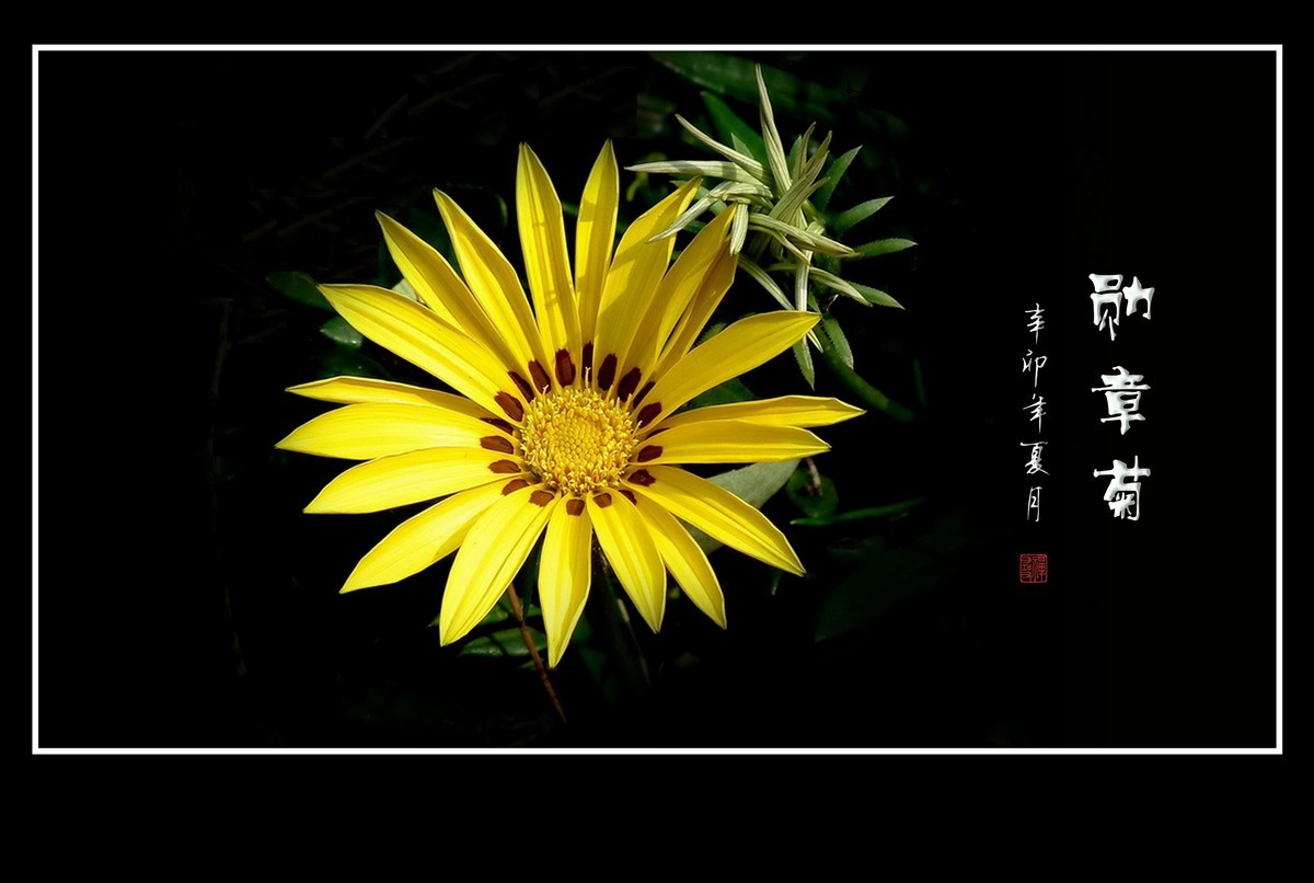 日照鲜花闪金光，草尖挂满功勋章