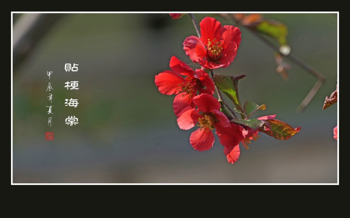 彩虹般的杂色贴梗海棠花