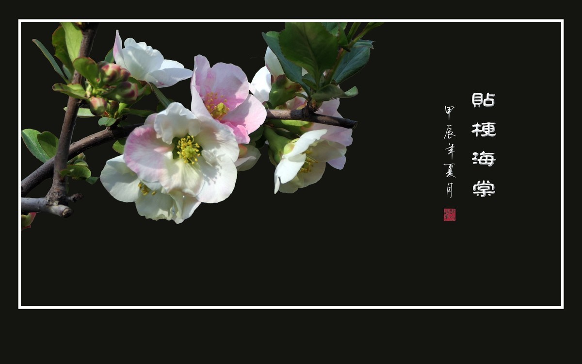 彩虹般的杂色贴梗海棠花