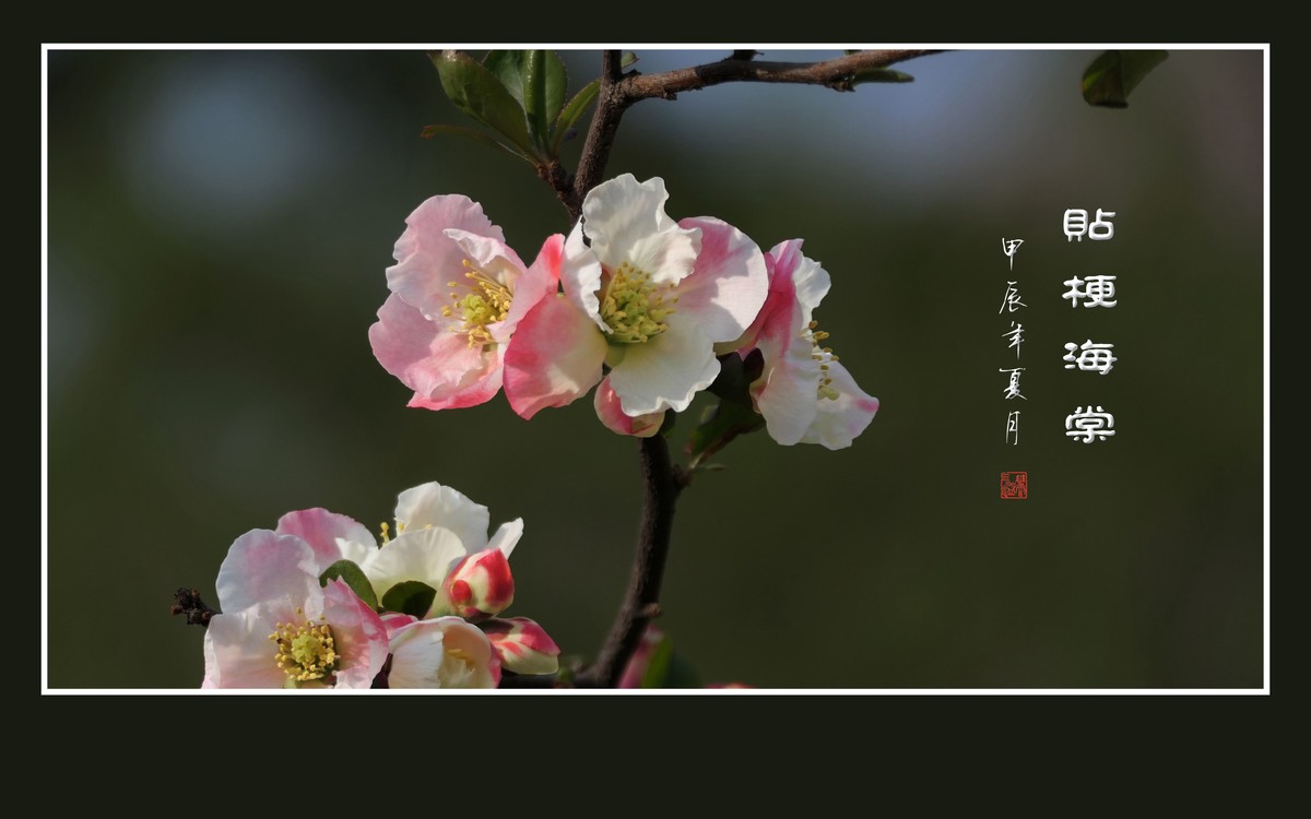 彩虹般的杂色贴梗海棠花