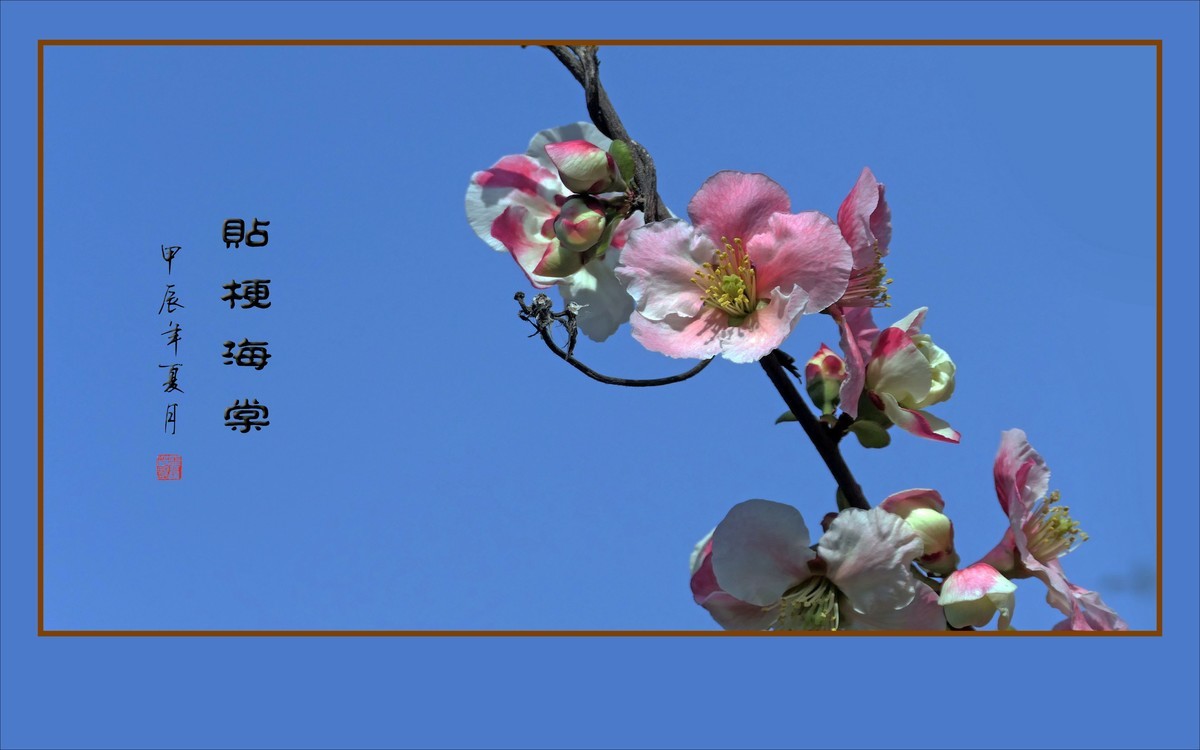 彩虹般的杂色贴梗海棠花