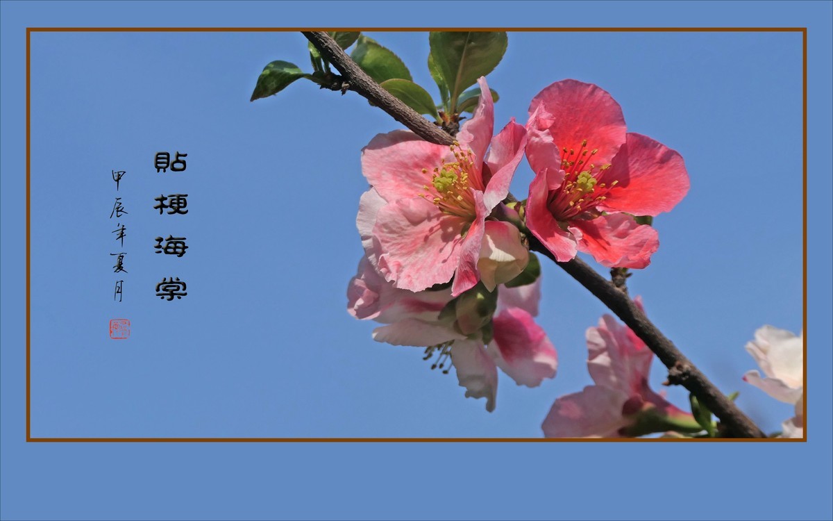 彩虹般的杂色贴梗海棠花