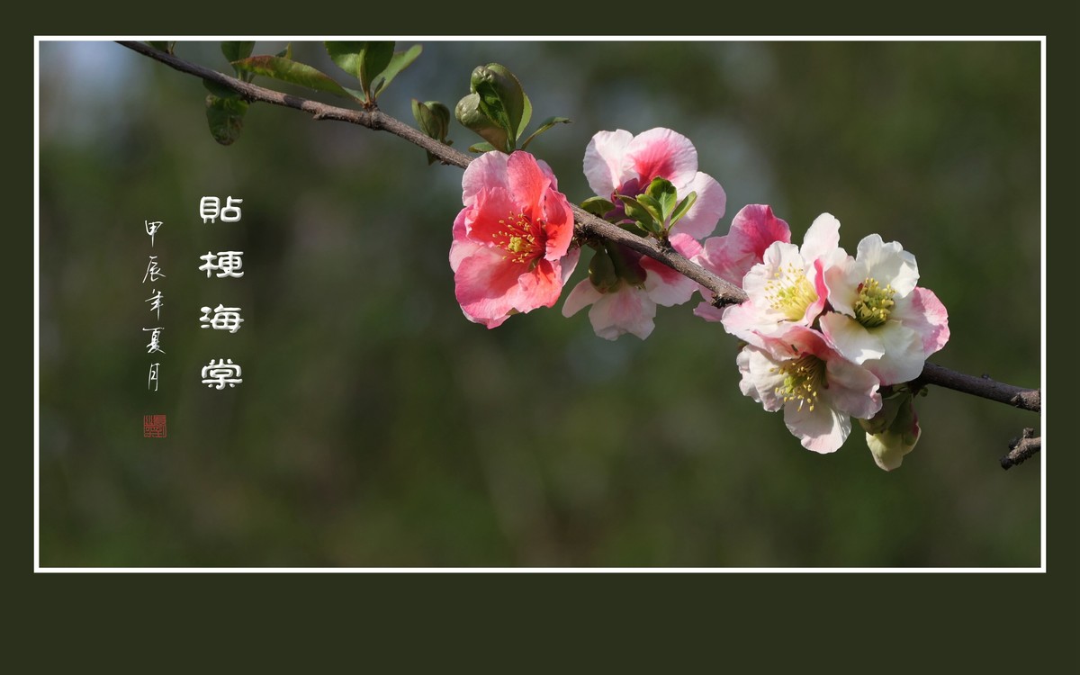 彩虹般的杂色贴梗海棠花