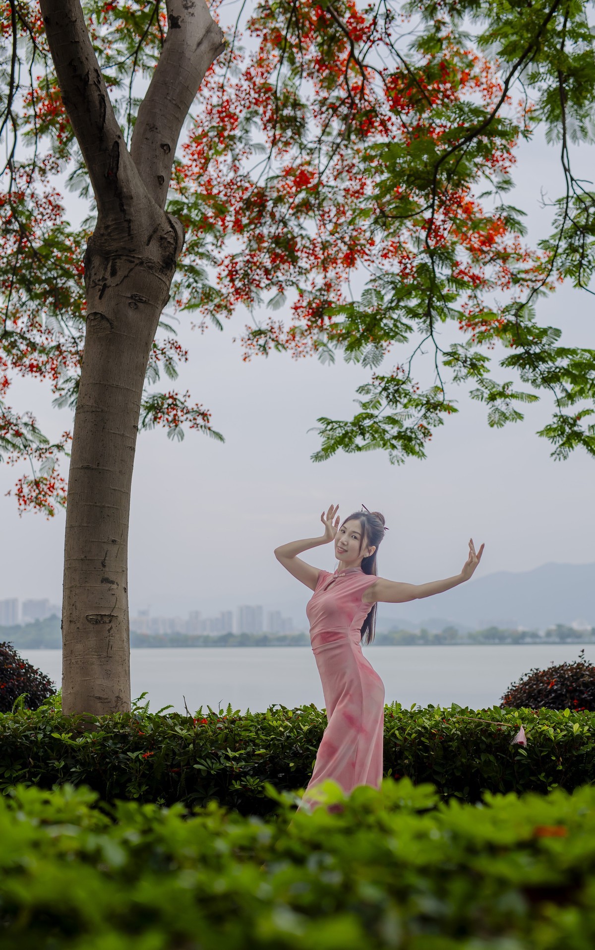 凤凰花开