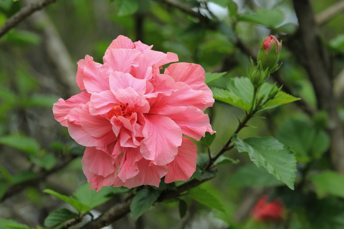 拍摄花卉一（327）