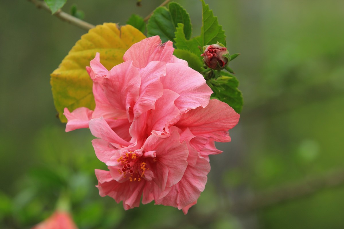 拍摄花卉一（327）