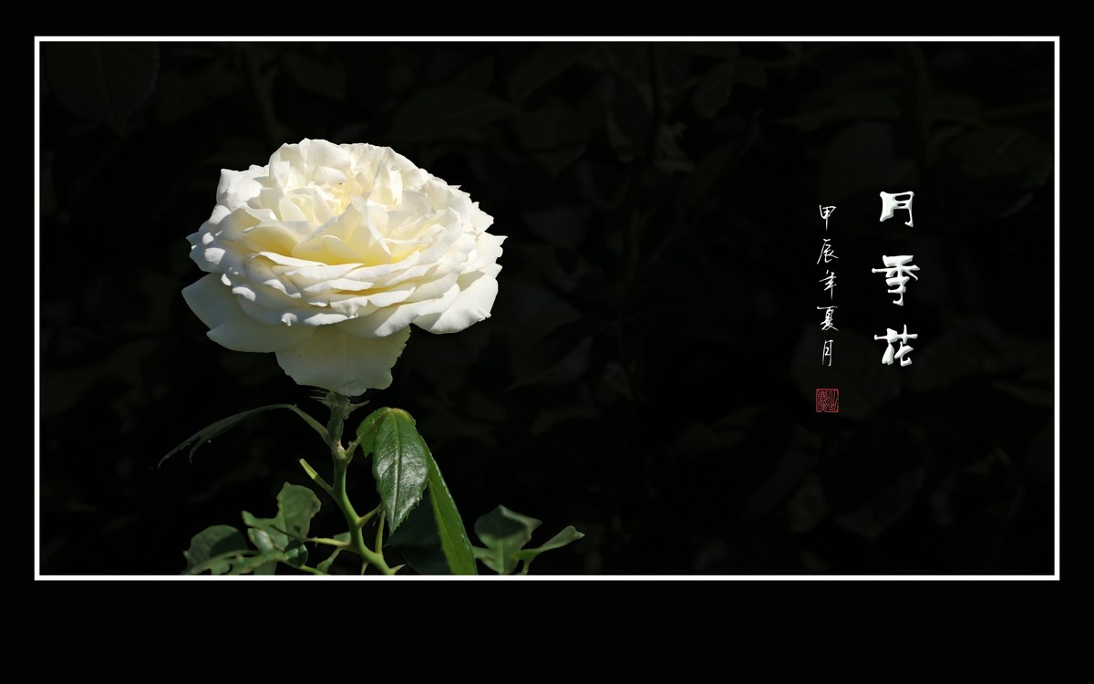 花姿漂亮的月季花