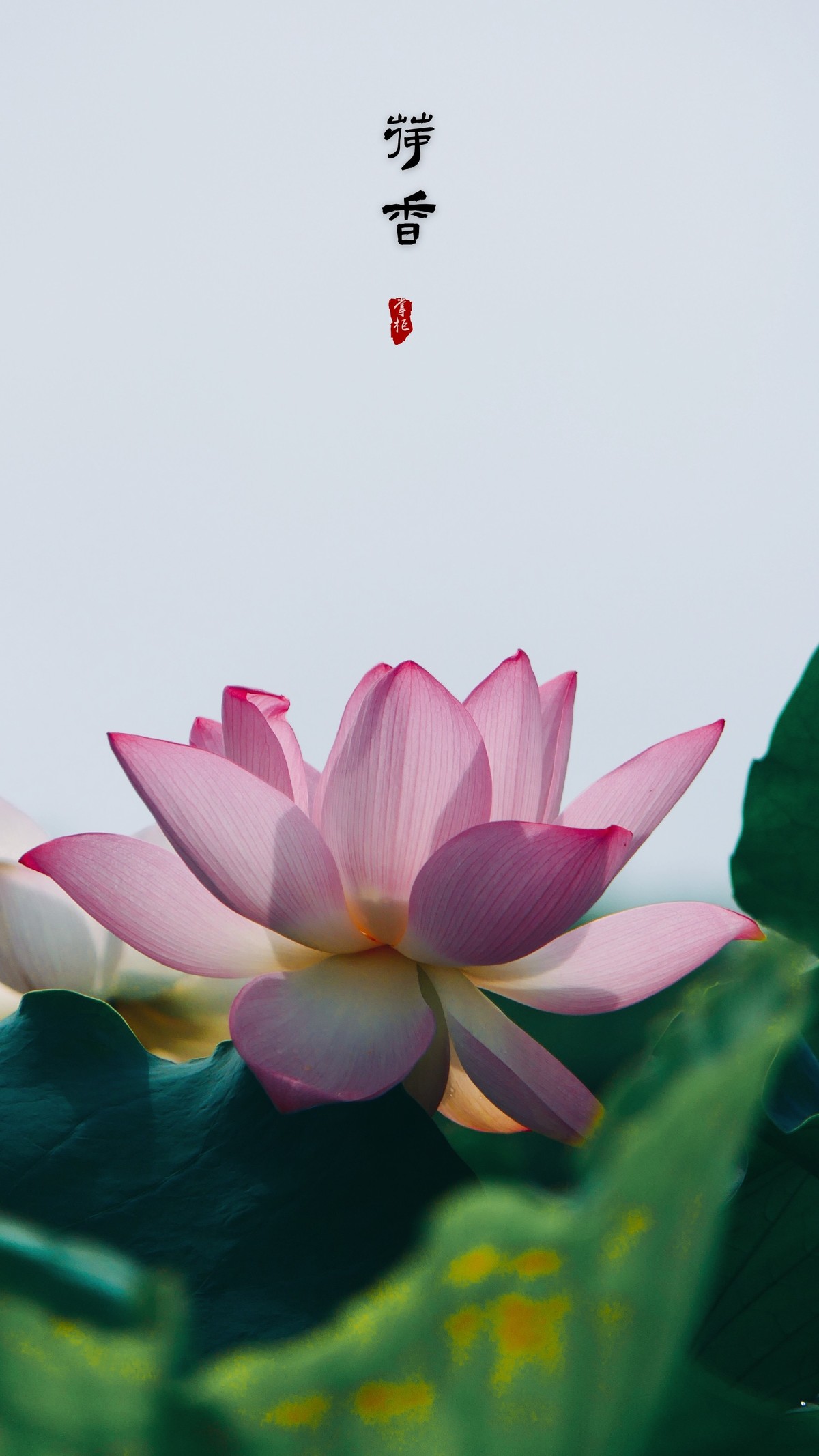 年年岁岁花相似