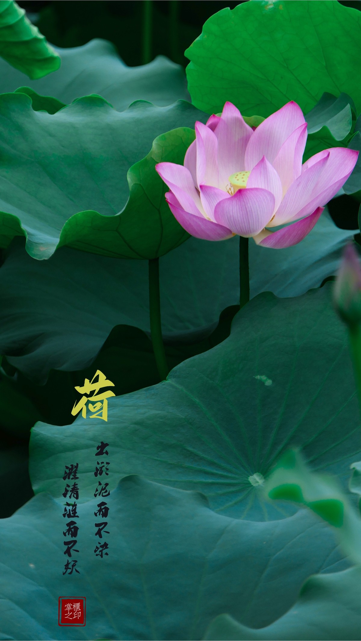 年年岁岁花相似