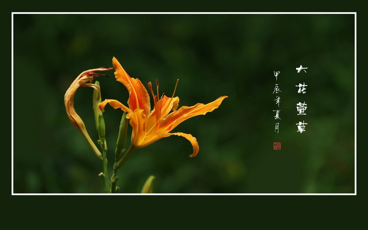 漂亮的大花萱草