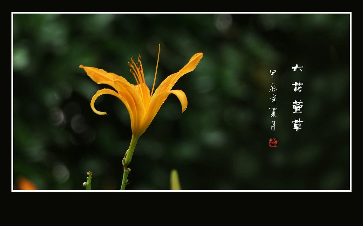 漂亮的大花萱草