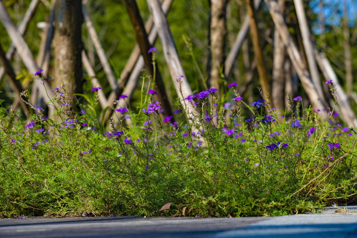 拍照狂魔之深秋郊野公园无人理会的草【19P】