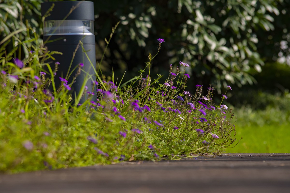 拍照狂魔之深秋郊野公园无人理会的草【19P】