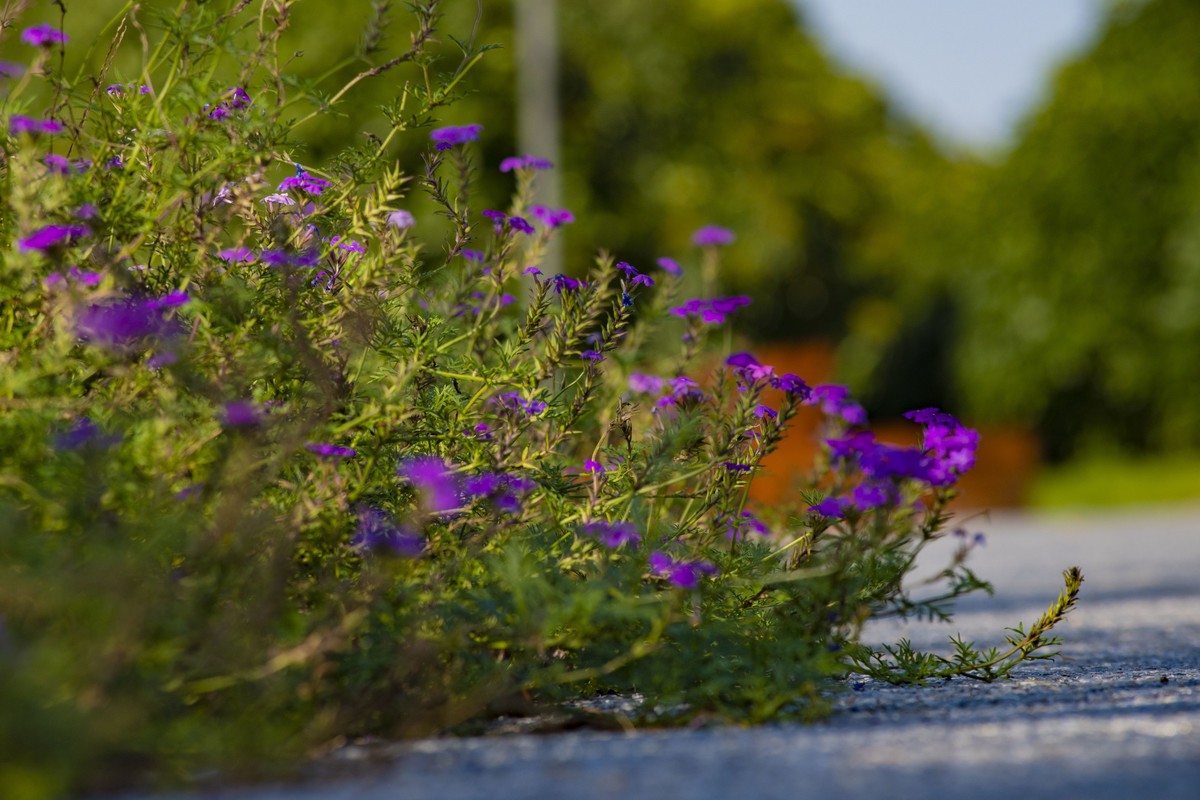 拍照狂魔之深秋郊野公园无人理会的草【19P】