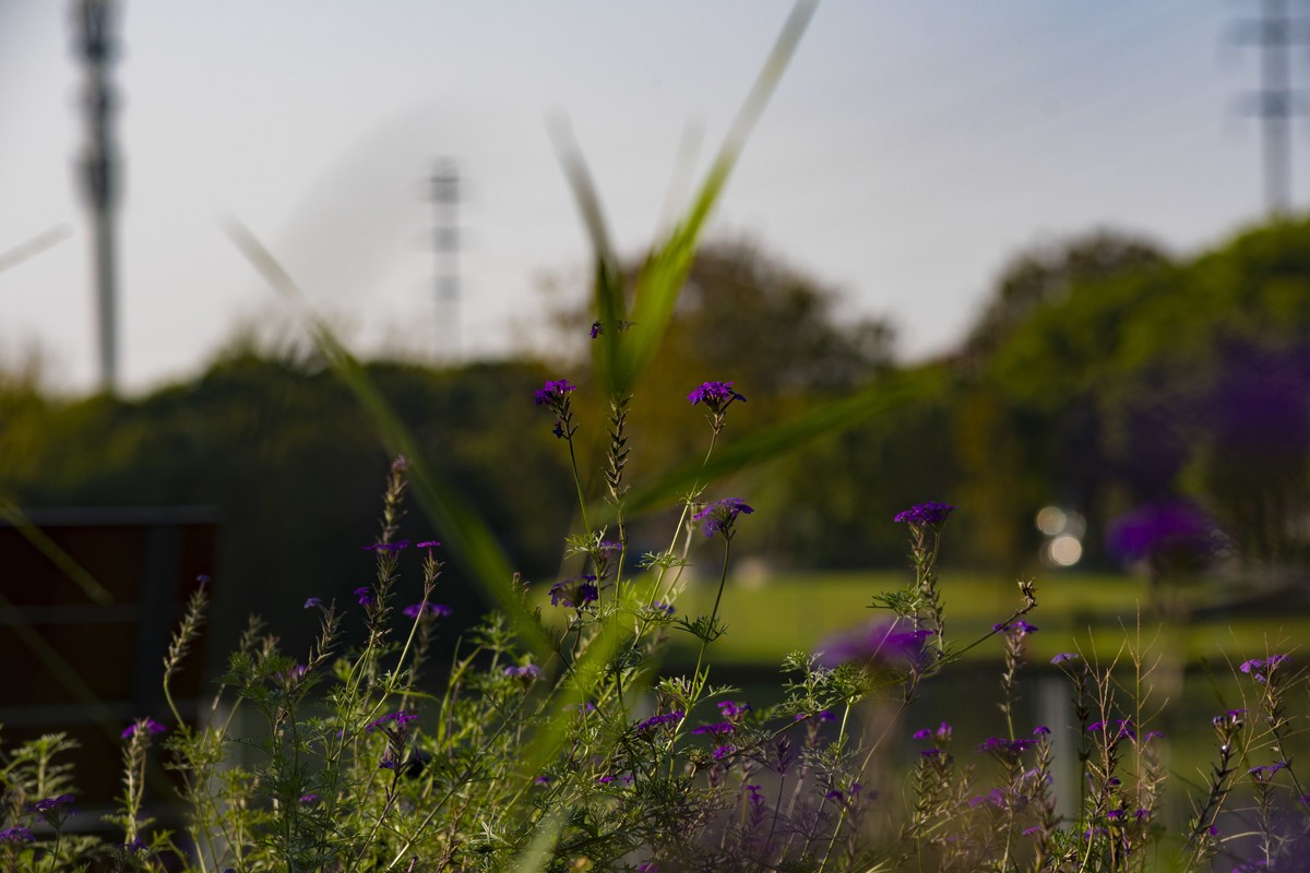 拍照狂魔之深秋郊野公园无人理会的草【19P】
