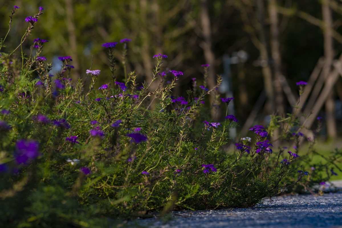 拍照狂魔之深秋郊野公园无人理会的草【19P】