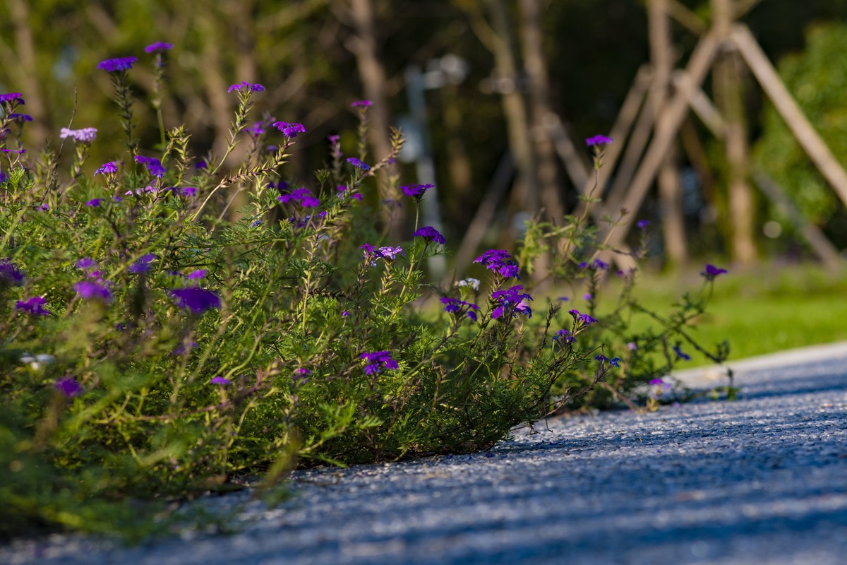 拍照狂魔之深秋郊野公园无人理会的草【19P】