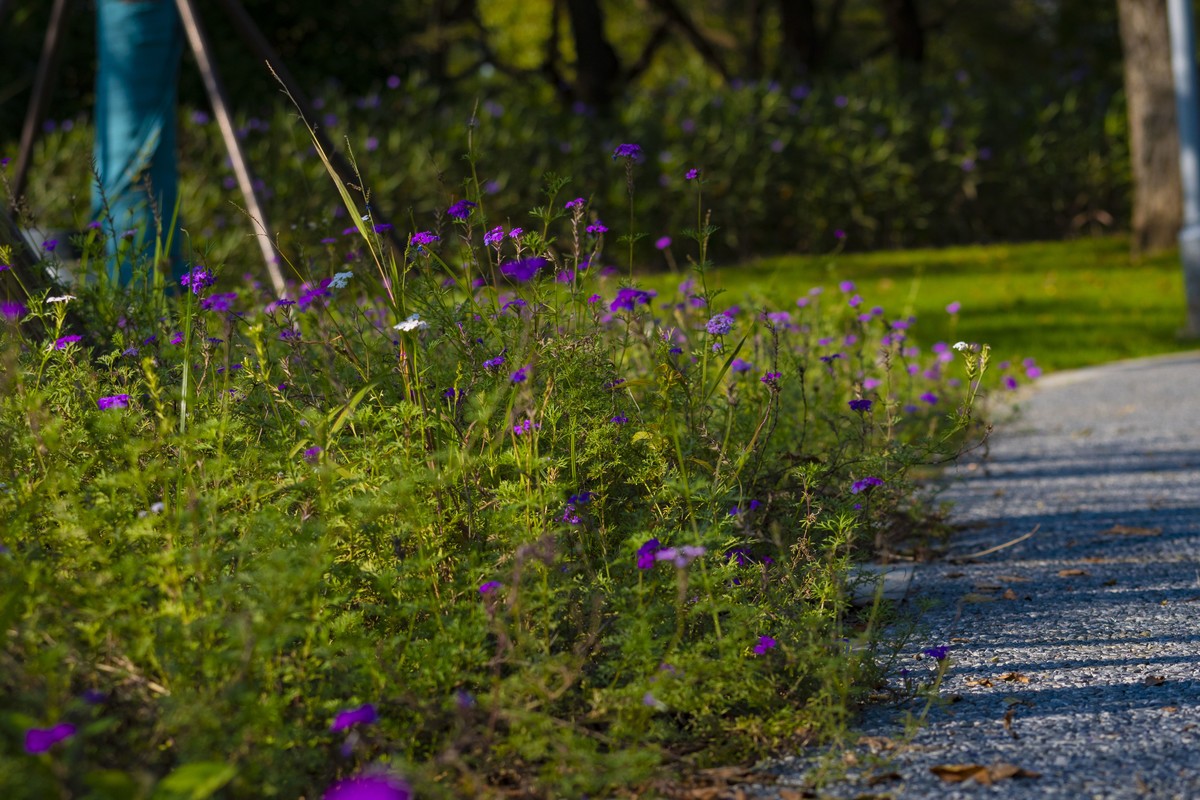 拍照狂魔之深秋郊野公园无人理会的草【19P】