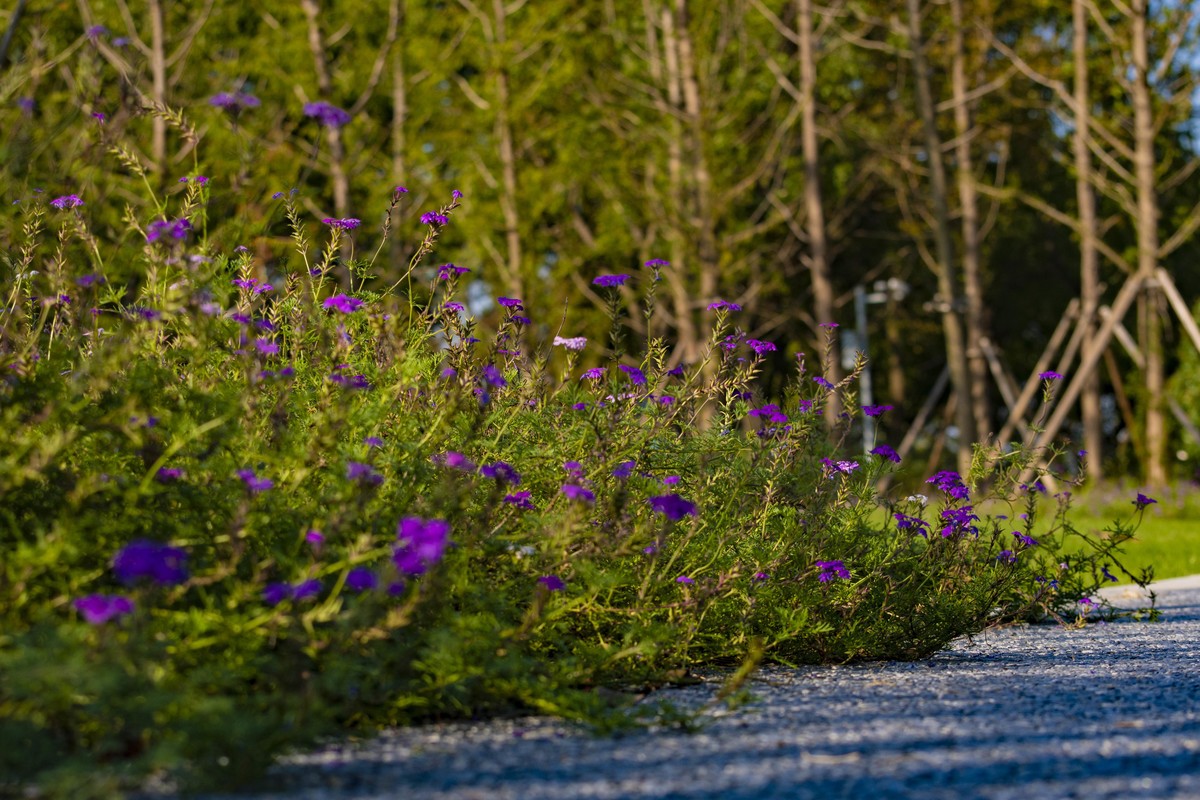 拍照狂魔之深秋郊野公园无人理会的草【19P】