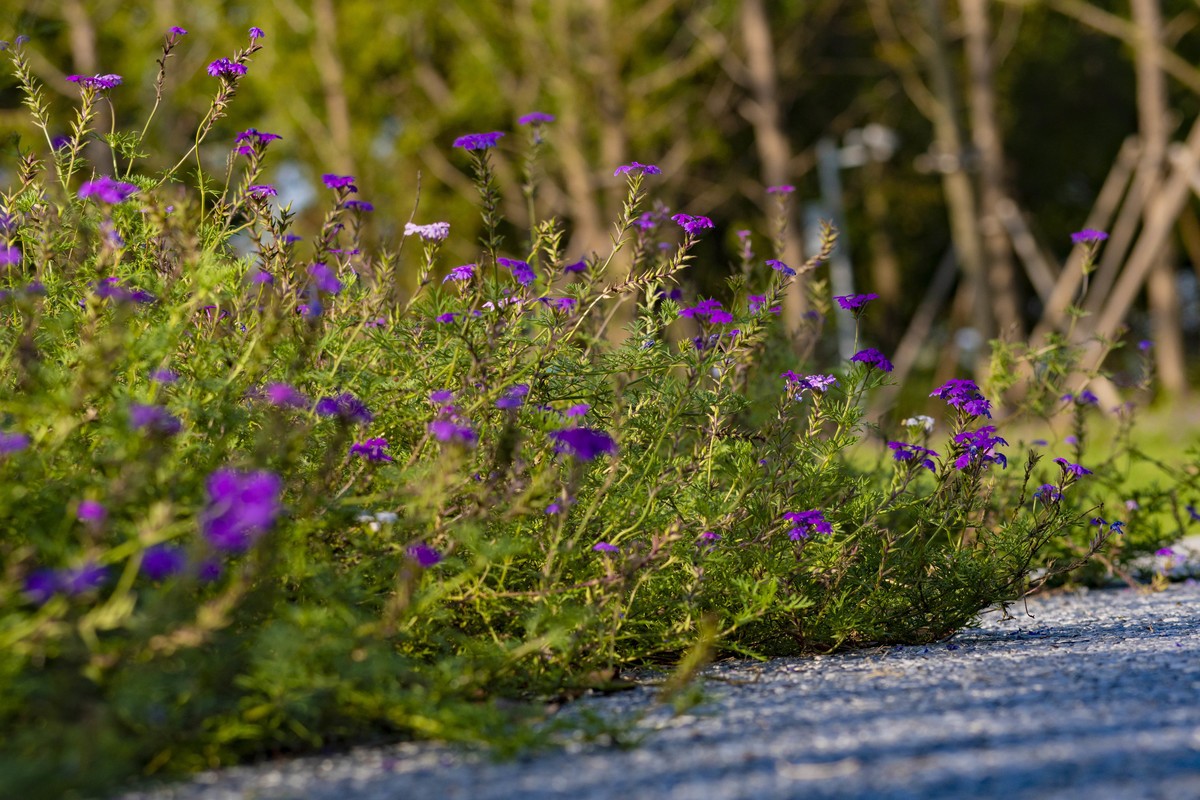 拍照狂魔之深秋郊野公园无人理会的草【19P】