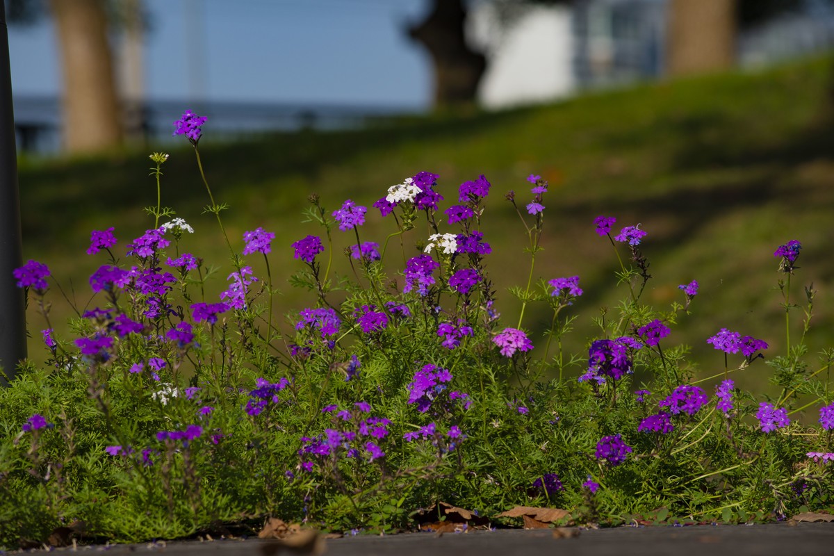 拍照狂魔之深秋郊野公园无人理会的草【19P】