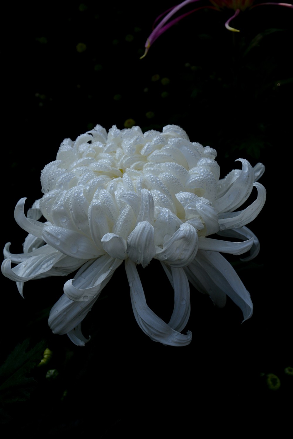 武汉市第41届金秋菊展