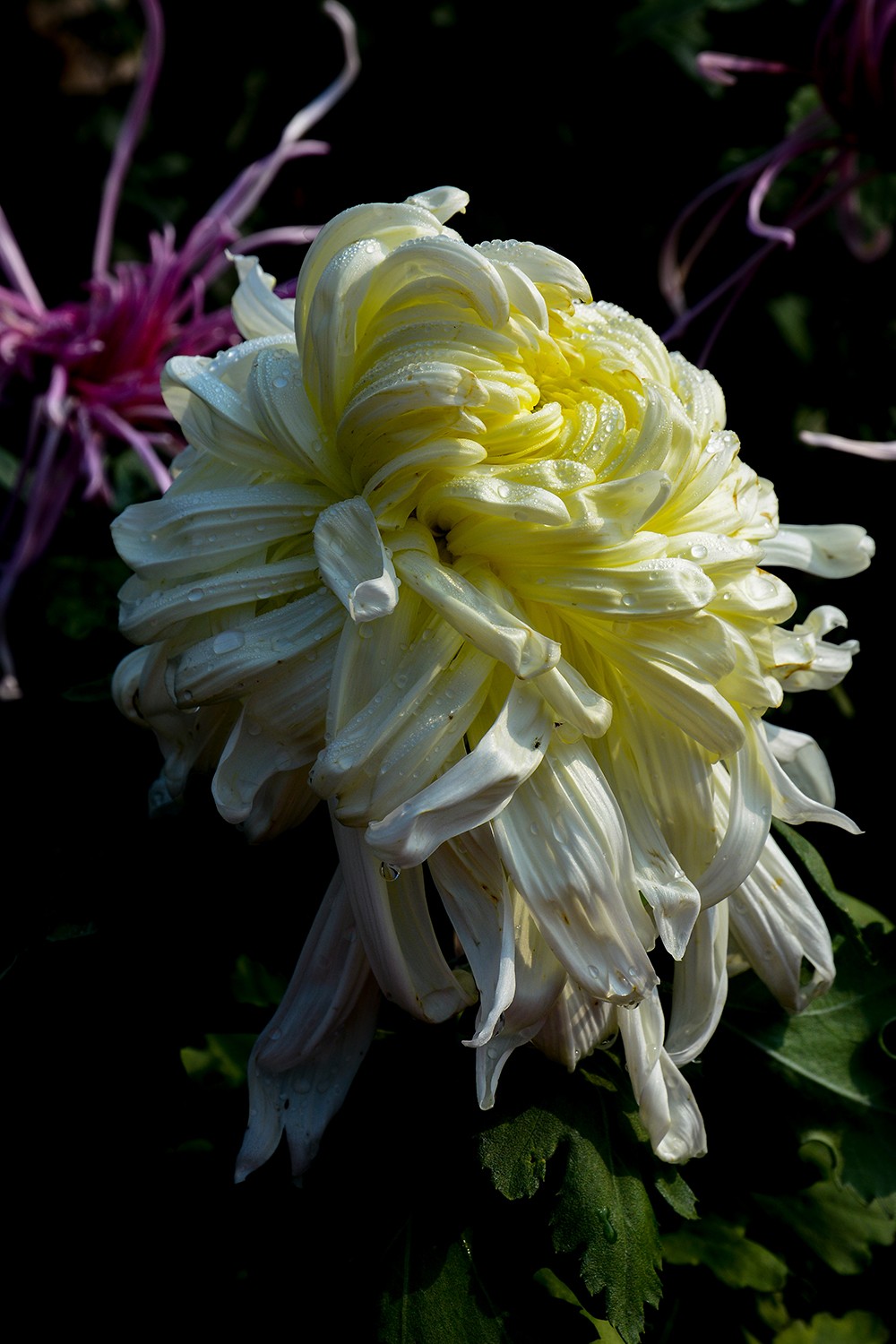 武汉市第41届金秋菊展