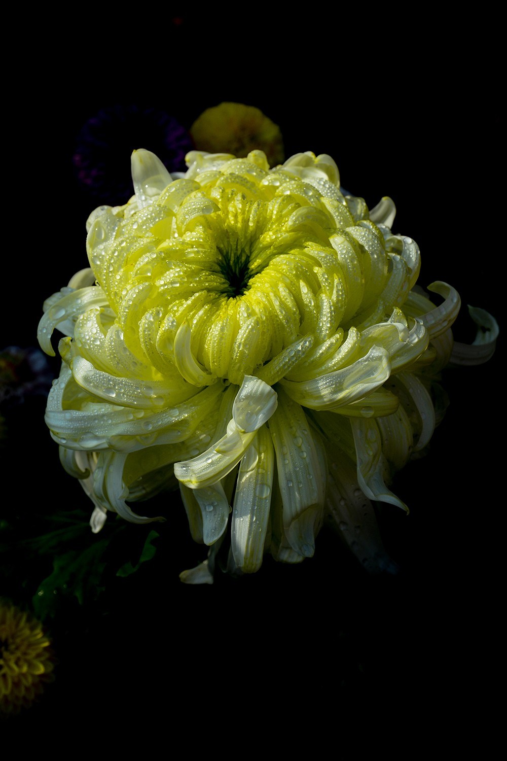 武汉市第41届金秋菊展