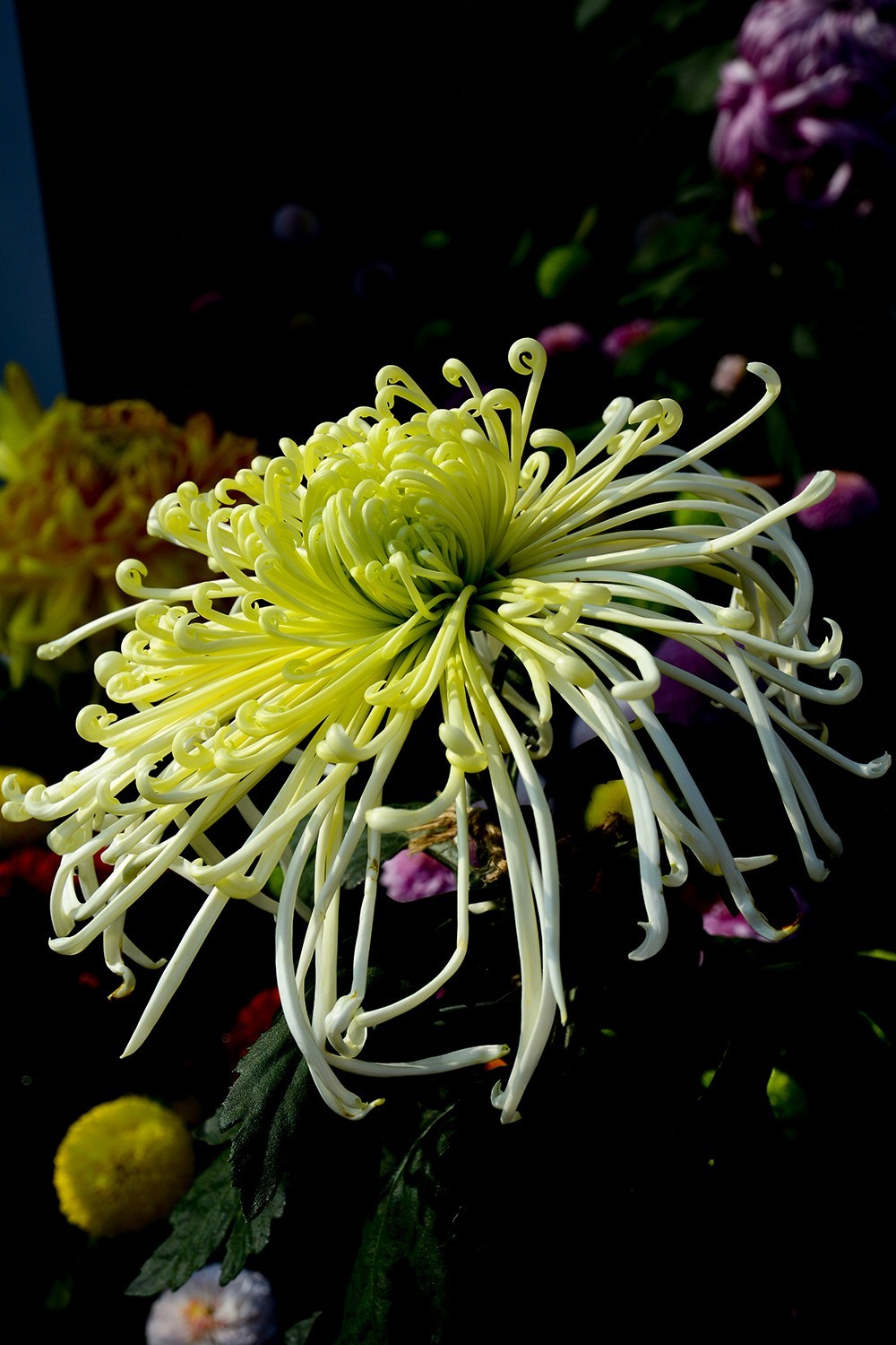 武汉市第41届金秋菊展