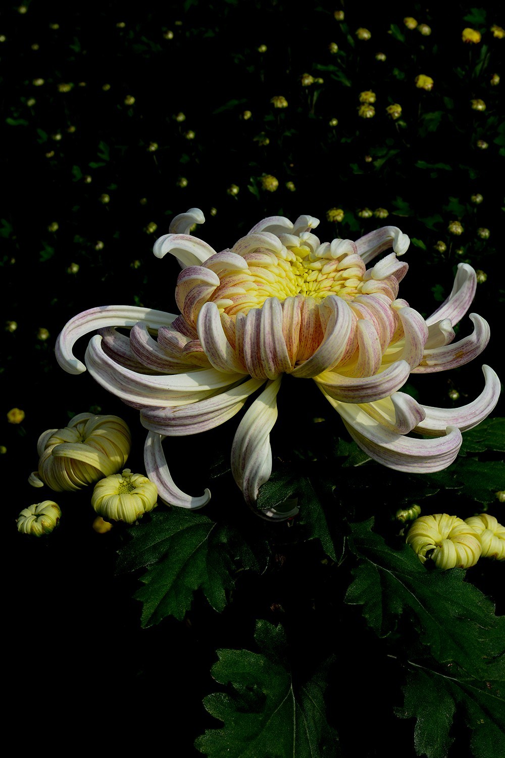 武汉市第41届金秋菊展