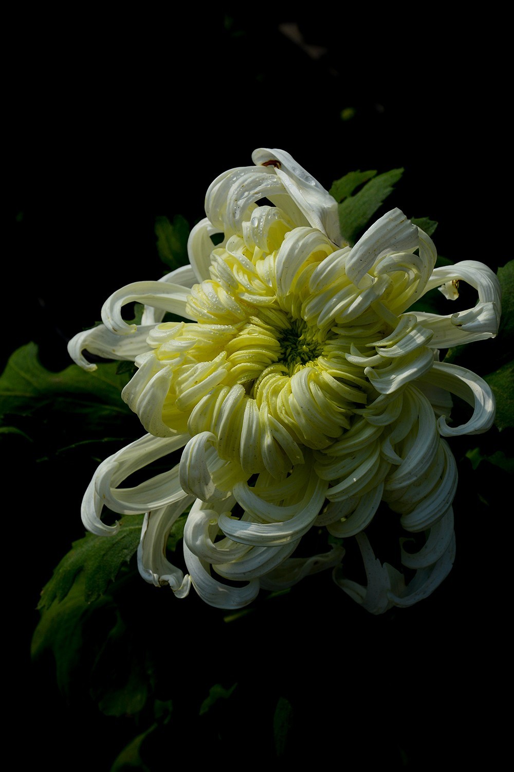 武汉市第41届金秋菊展