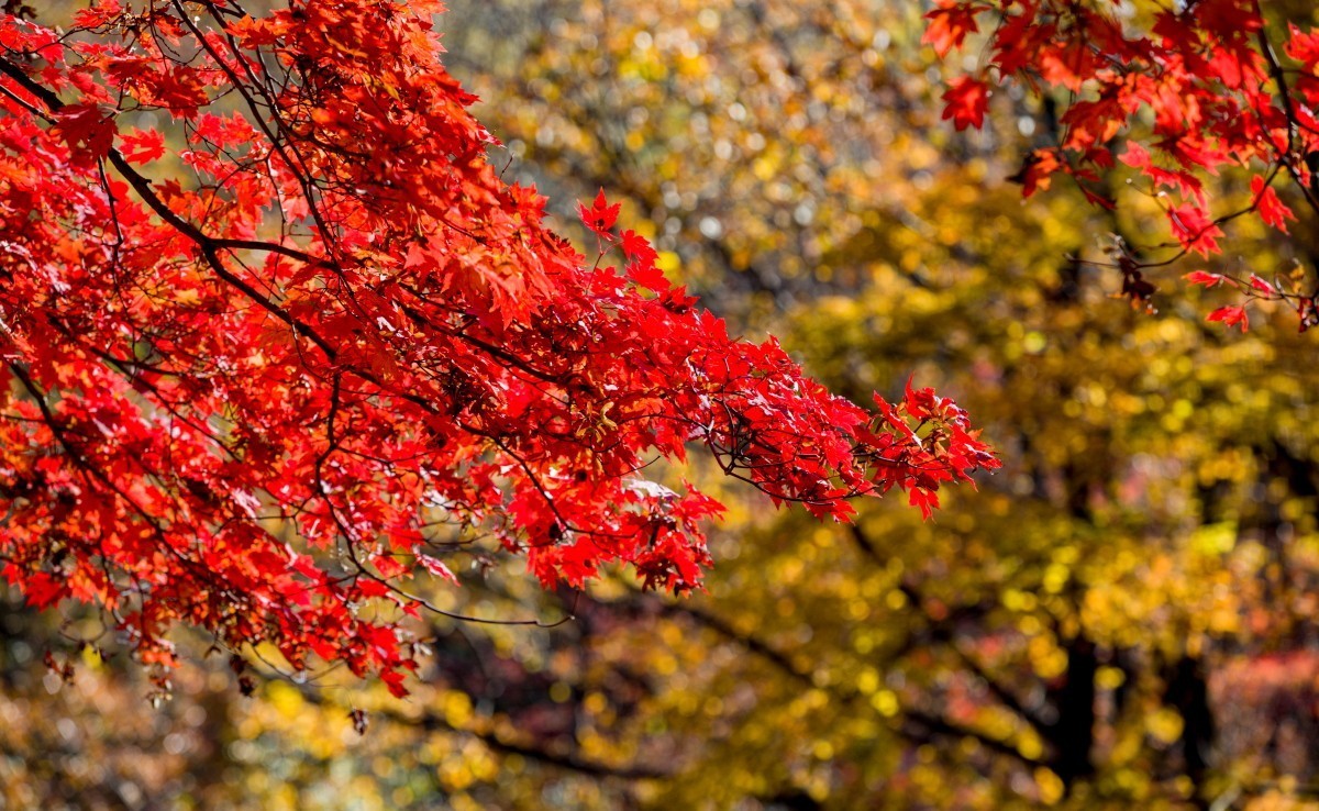 外出随拍（续210）.