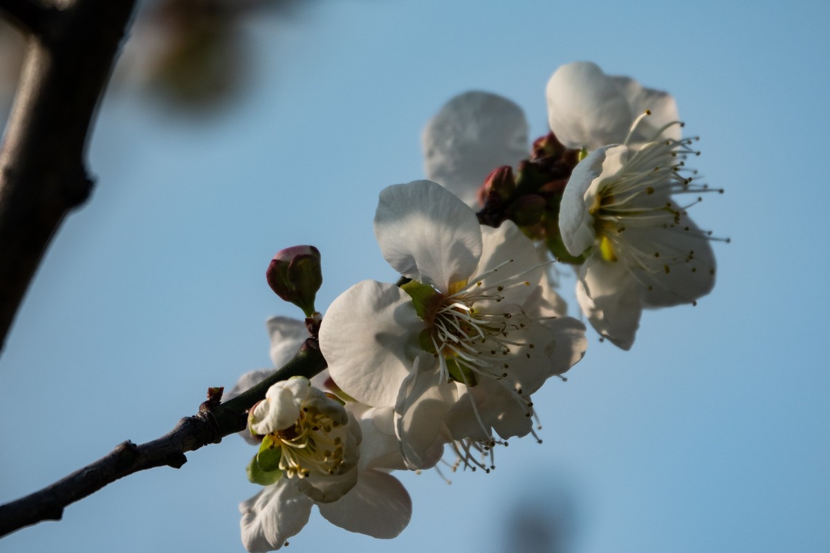 花枝招展（344）