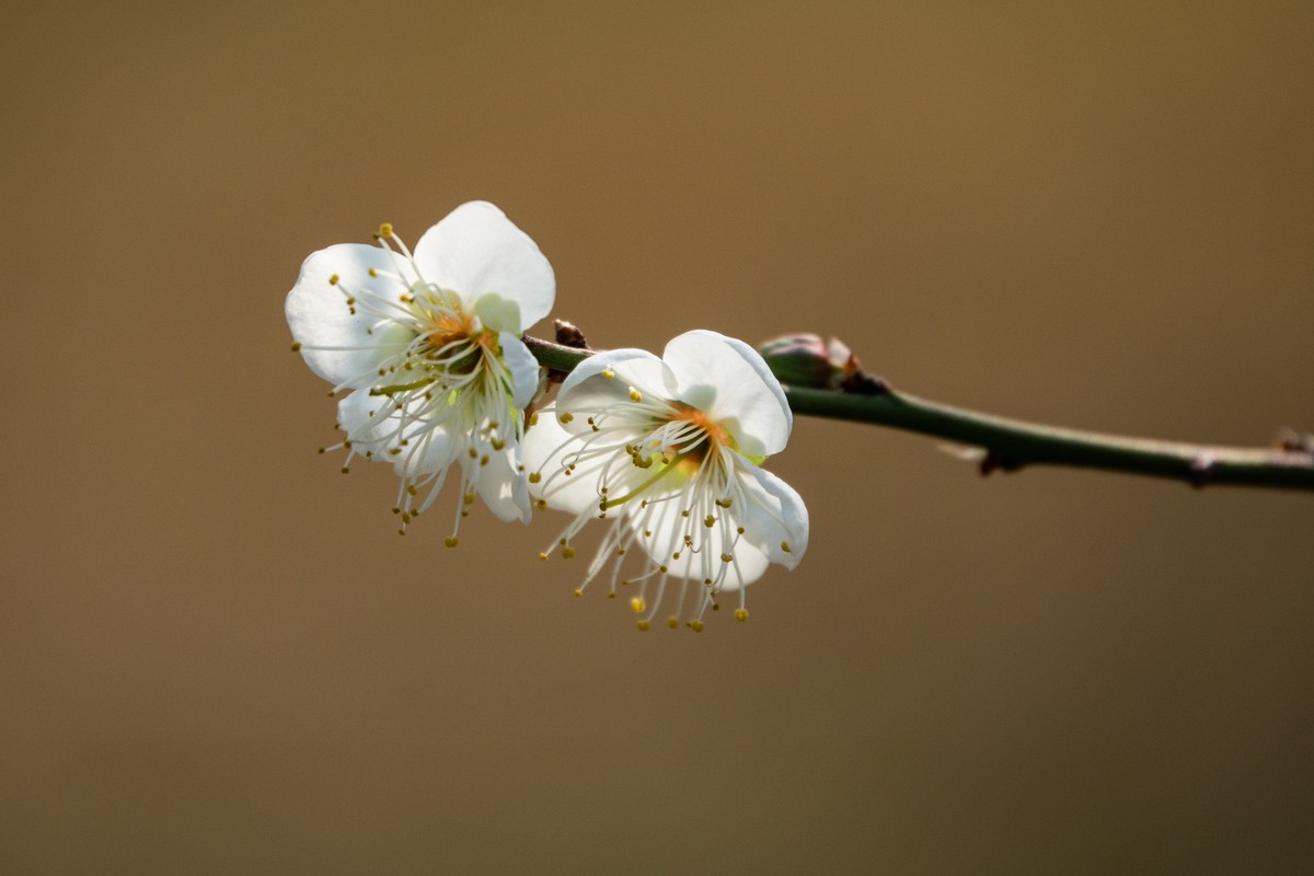 花枝招展（344）