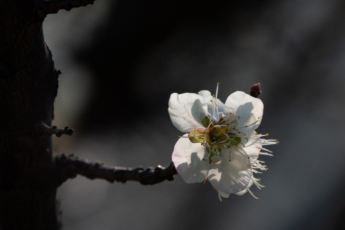 花枝招展（344）