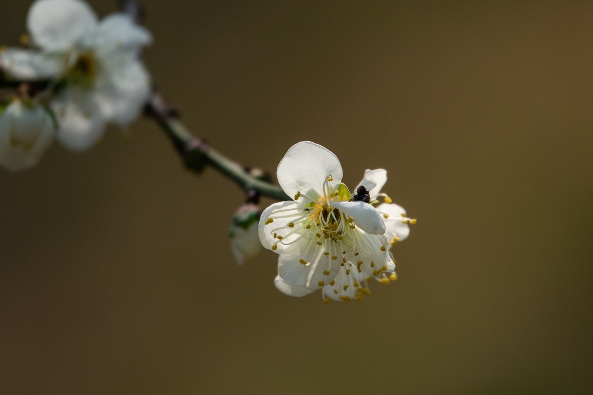 花枝招展（344）