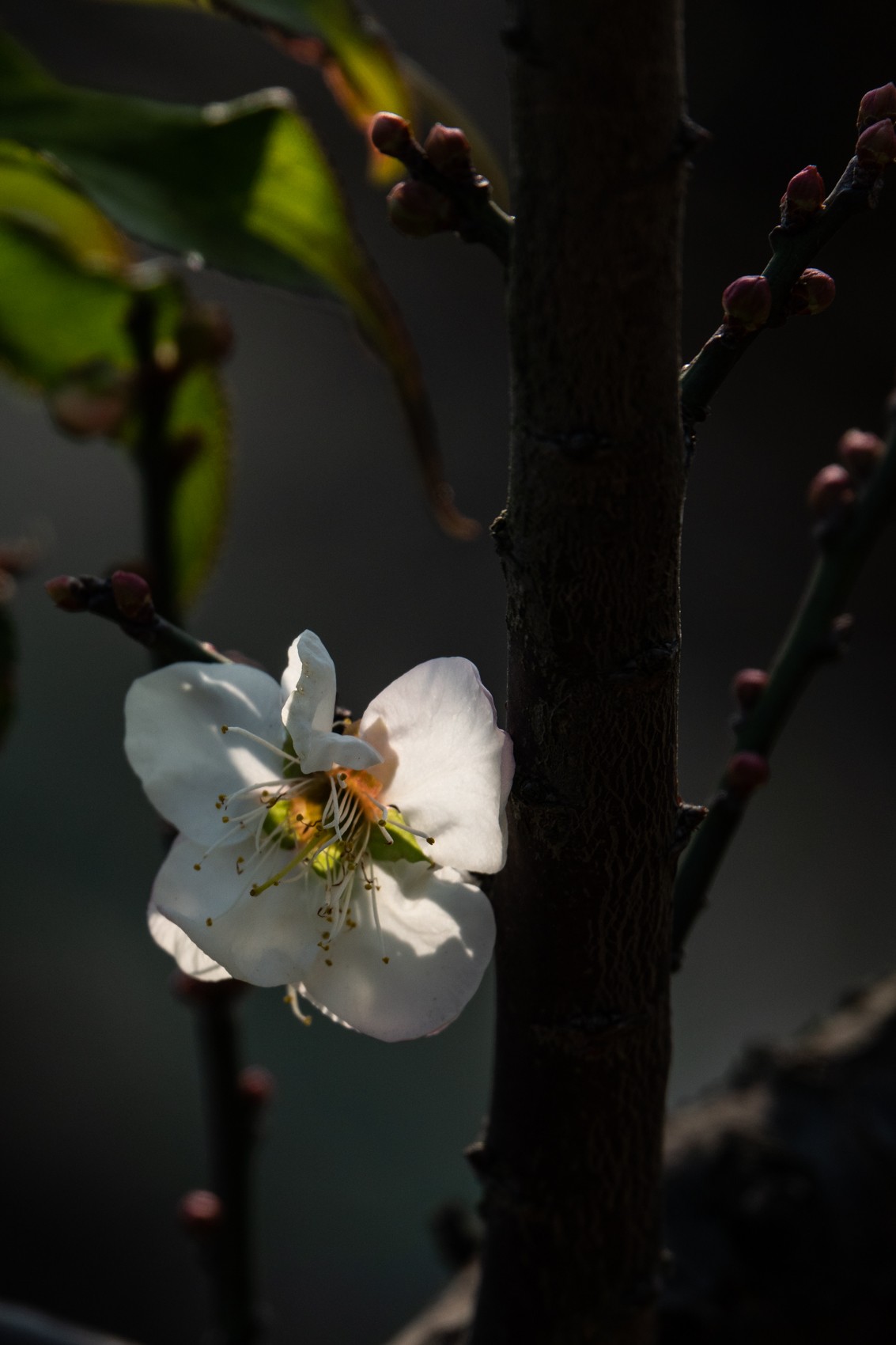 花枝招展（344）