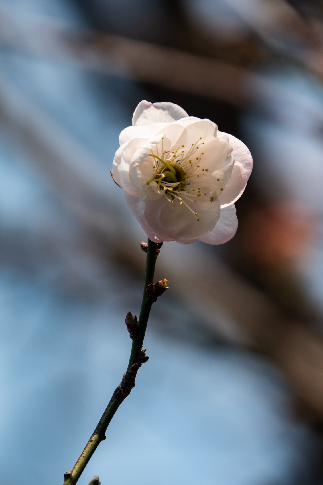 花枝招展（344）