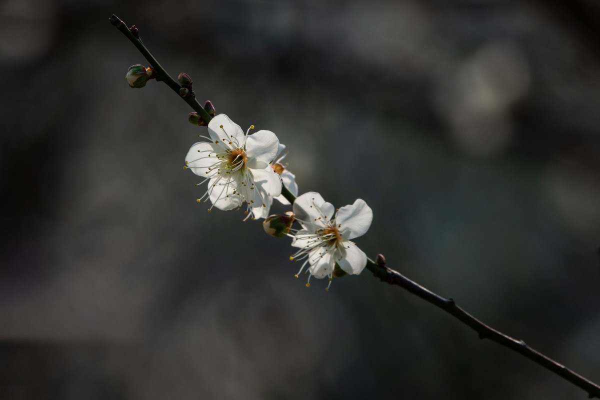 花枝招展（344）