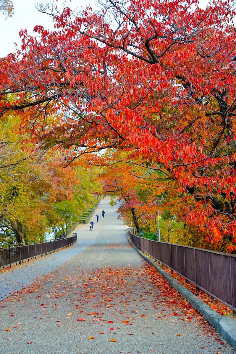 2019年京都大阪红叶季422