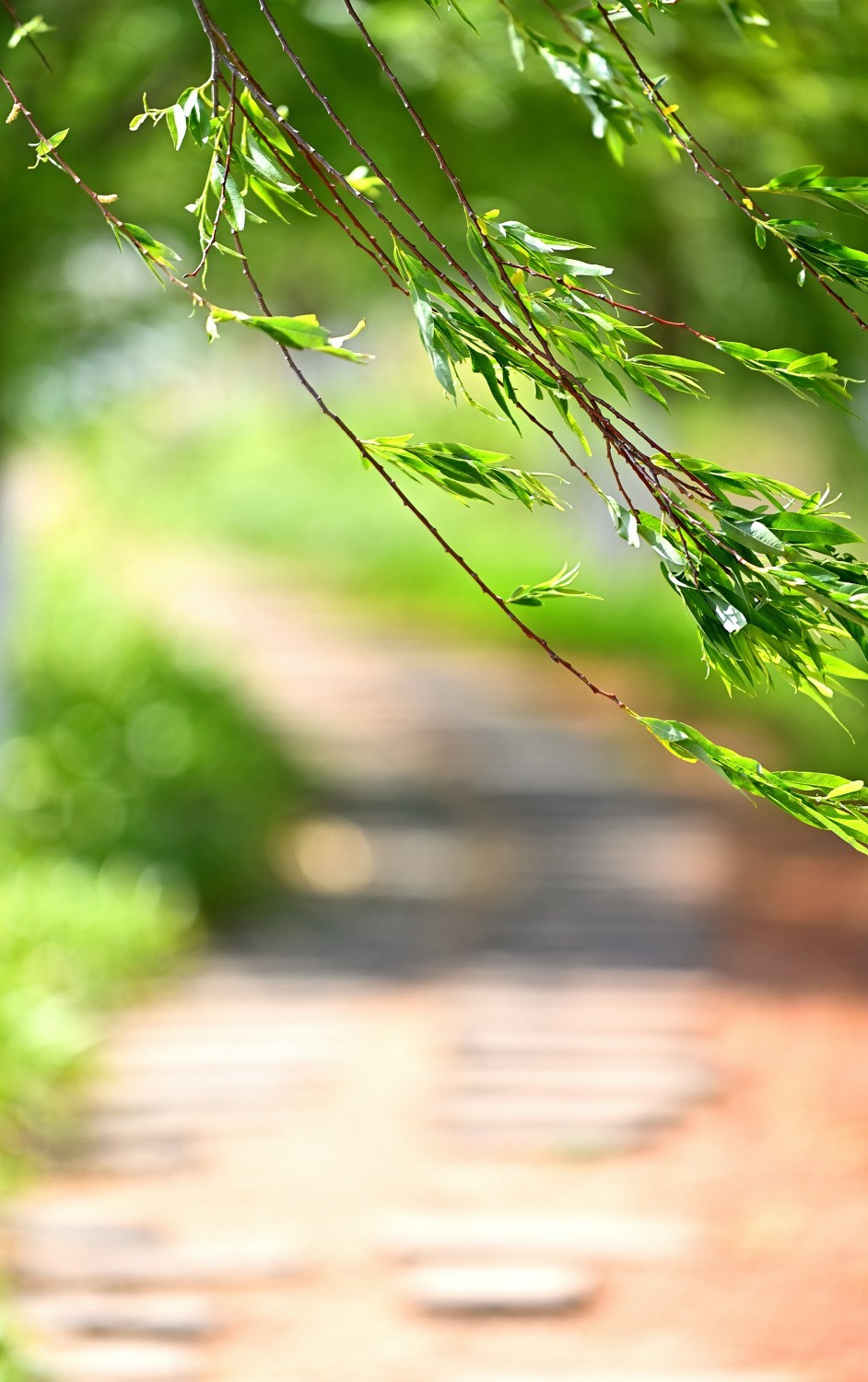 湿地公园春天的气息