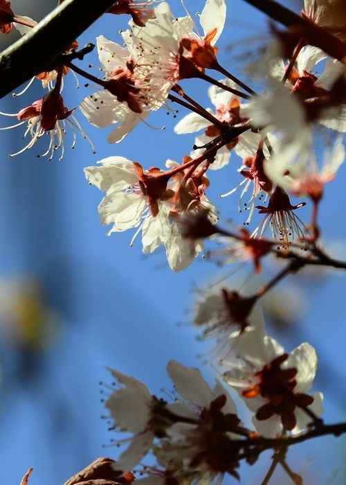 花卉系列【5050】