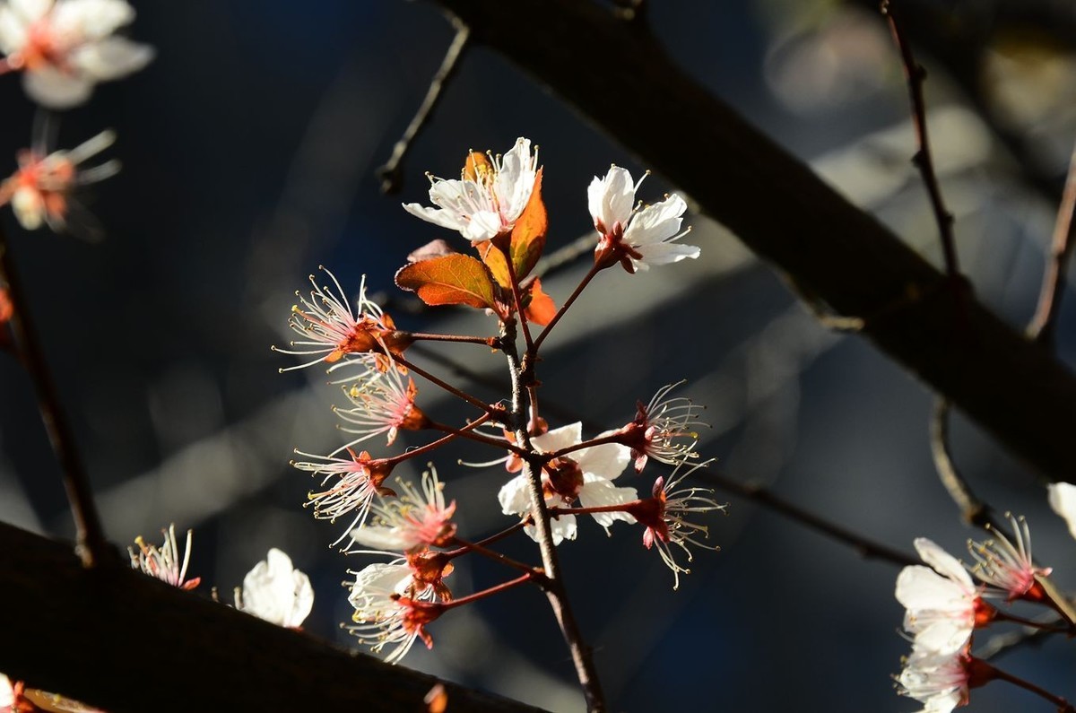 花卉系列【5050】