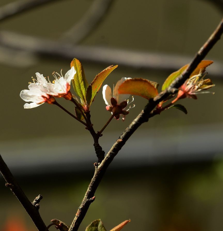 花卉系列【5050】