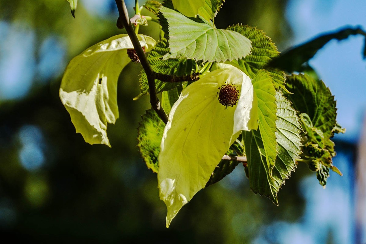 #春末夏初#——奇花异草之珙桐初开