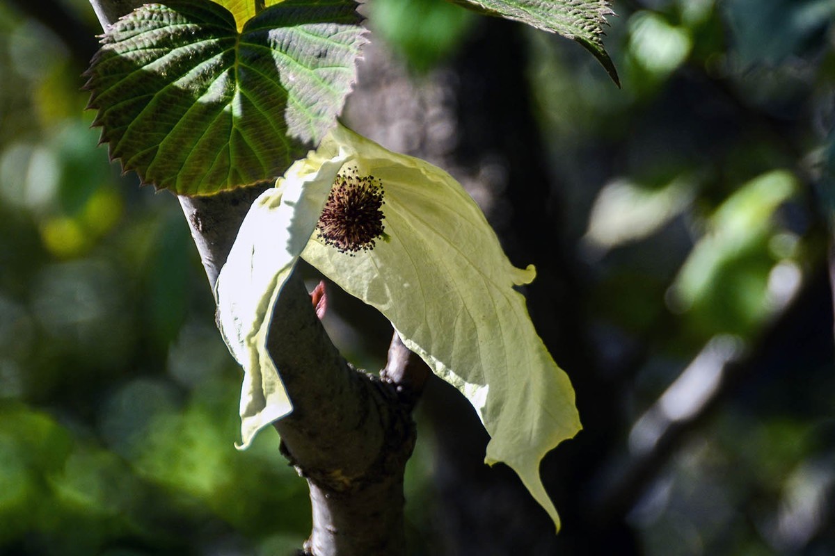 #春末夏初#——奇花异草之珙桐初开
