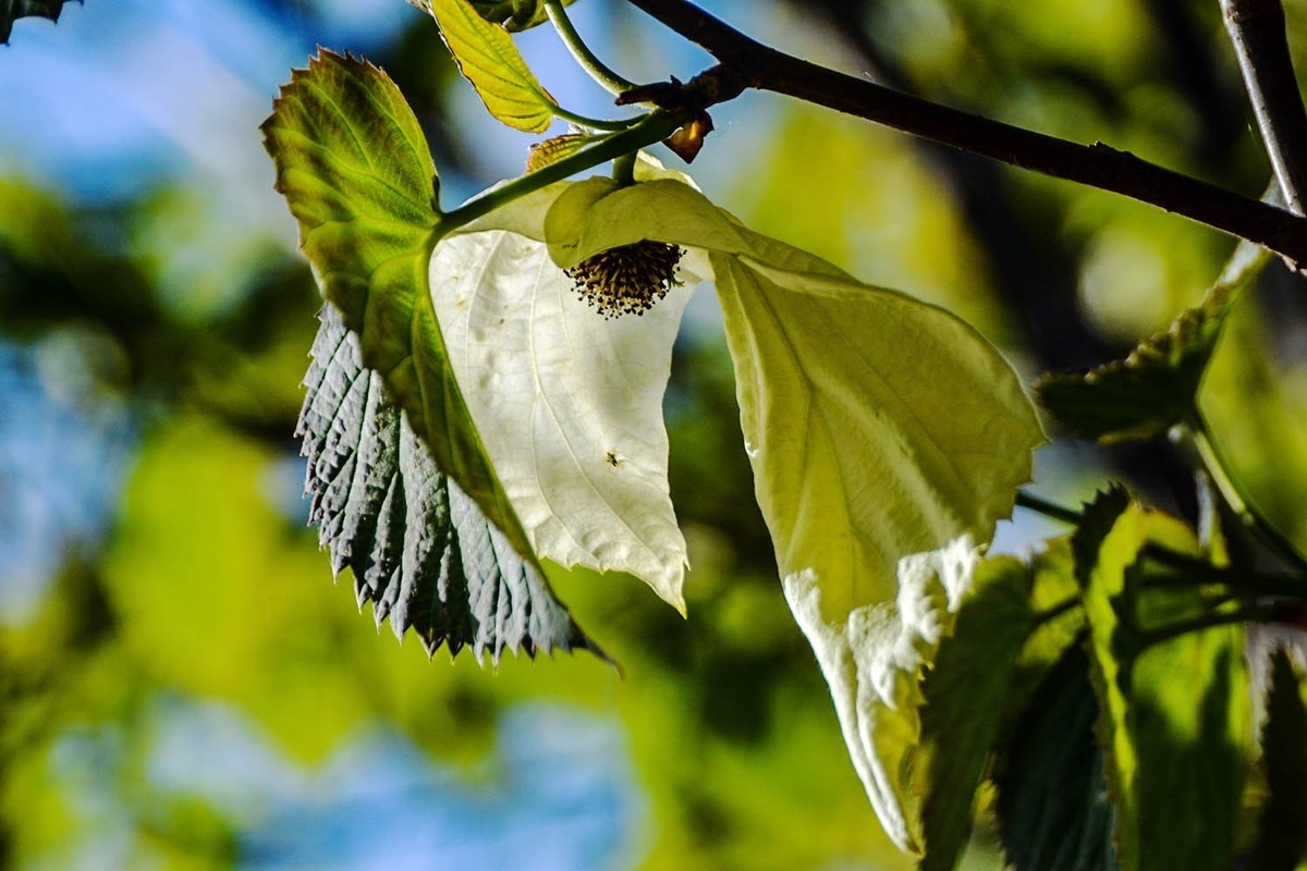 #春末夏初#——奇花异草之珙桐初开